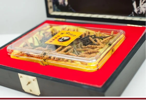 WHOLE KOREAN CORDYCEPS, WOODEN BOX 45G - Image 3